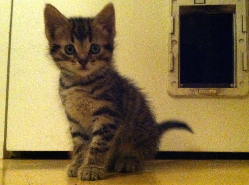 A neighbour found some 3 abandoned kittens in her workplace's parking lot. This could only lead to one thing... We have a new family member.