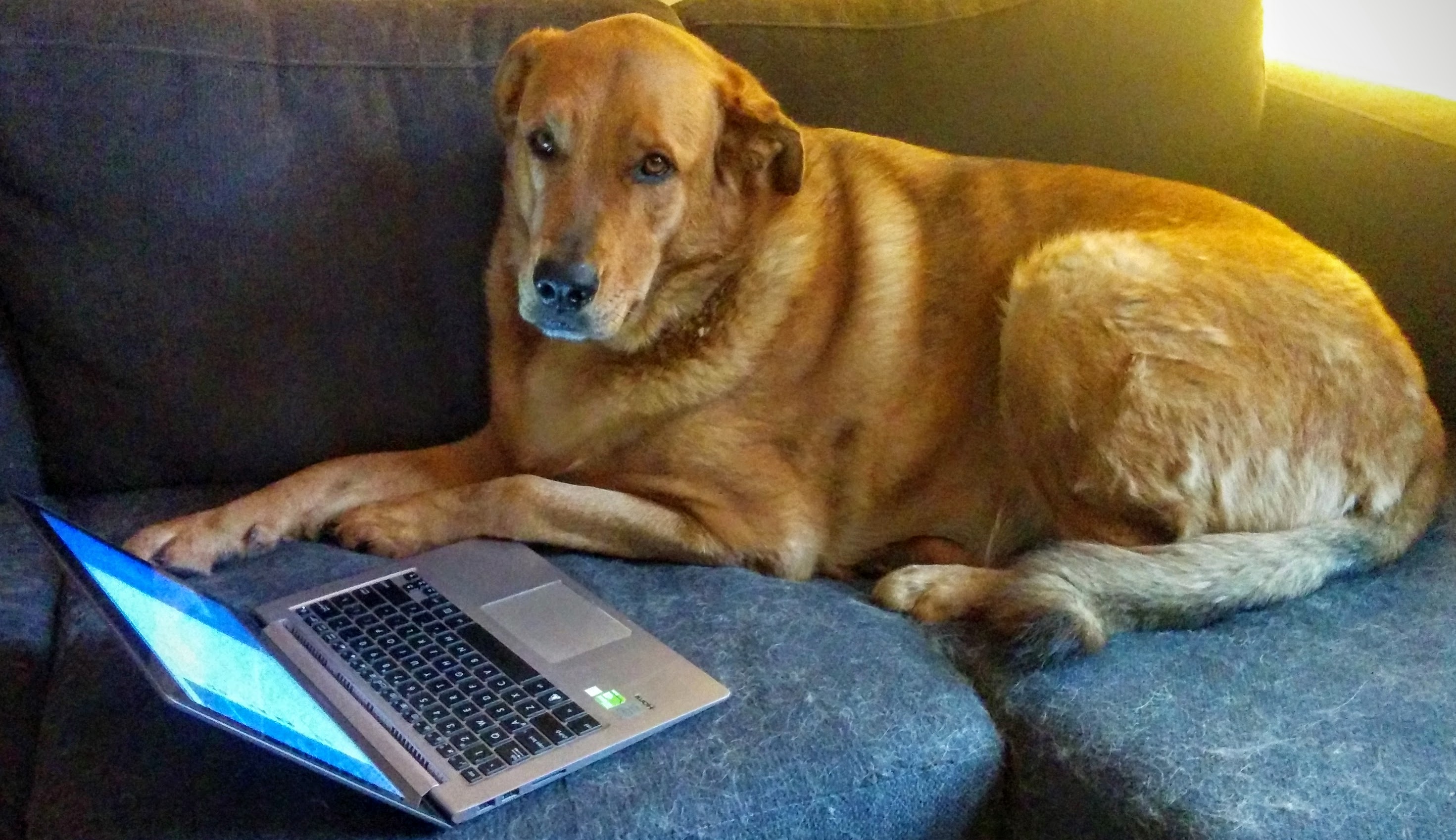 "Sorry boss, dog ate my commit."
